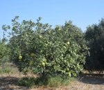 georgia_ktinotrofia_8