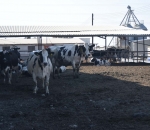 georgia_ktinotrofia_5