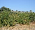 georgia_ktinotrofia_7