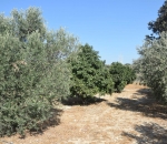 georgia_ktinotrofia_2