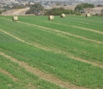 georgia_ktinotrofia_9