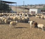 georgia_ktinotrofia_6