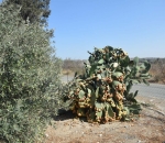 georgia_ktinotrofia_1