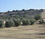 georgia_ktinotrofia_10