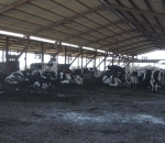 georgia_ktinotrofia_4